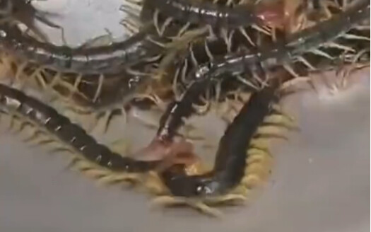 Di Bawah Wajan Panas, Semua Makhluk Sama