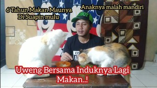 Kucing Uweng Bersama Induknya Lagi Makan | Induknya Selama 6 tahun Makan Maunya Di Suapin..!