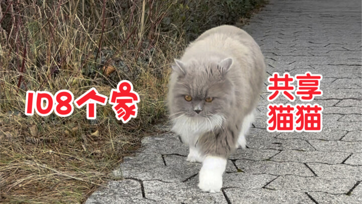 About "My Neighbors All Think They Have a Cat"