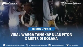 Viral Video Warga Ramai Tangkap Ular Piton 3 Meter Hendak Masuk Kap Mobil di Kolaka Sultra