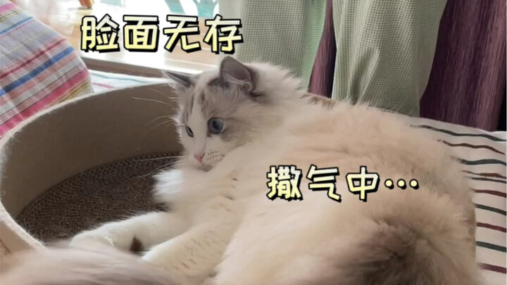 Một chiêu chế ngự chú mèo hay đánh người