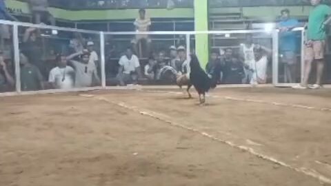 BULIK                    #MAGKAL LINE #GUIMARAS BREED                  age cock vs late born bulik