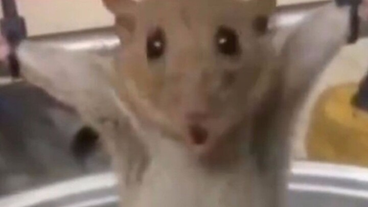 “My little mouse, I’m done for today…”