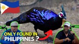 Americans React to Philippines Animals | 10 RARE Animals Only Found in the Philippines