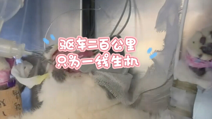 [Leading Animal Hospital – Here Comes Daodao] The creator’s exploring journey begins—welcome to tune