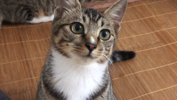 Mèo: Đừng dùng điện thoại quay tớ nữa được không!!!