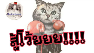 แมว นักสู้ cat fight