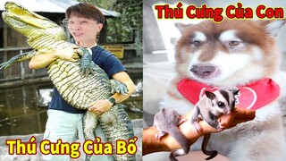 Thú Cưng TV | Ngáo Husky Troll Bố Dương KC #56 | chó thông minh vui nhộn | funny cute smart dog Pets