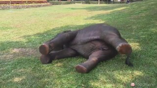 น้ำเพชรจะแกล้งพ่อไปถึงไหนลูก555🤣😂🤭