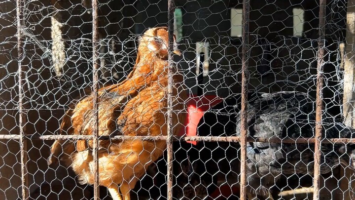 Hen Care 101: What Every New Keeper Should Know