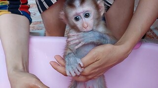 Baby Mino monkey in the shower