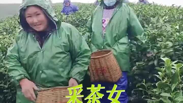 Semoga para pemetik teh semakin bahagia #PemetikTeh #Perempuan