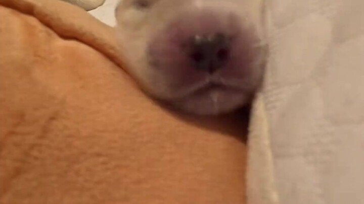 Helping a Golden Retriever mom care for her seven-day-old puppy.