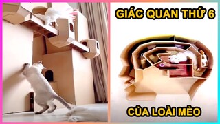 Cặp đôi mèo vượt mê cung bằng giác quan thứ 6