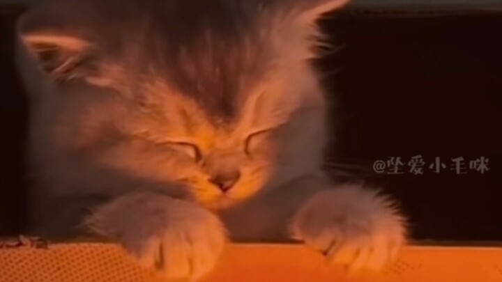The first batch of cats returning to the village are already warming themselves by the fire!