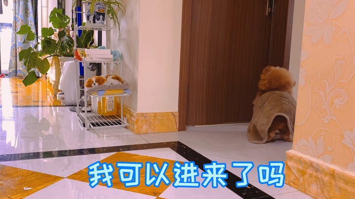 Hãy tập thói quen “gõ cửa” trước khi vào nhà – Tô Tô Thú Cưng