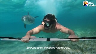 Even dolphins can't keep up with the swimmer