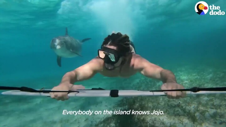 海豚都追不上泳者