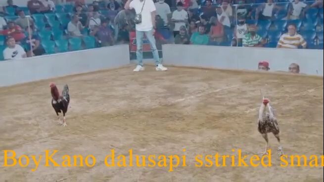 our palahi Win handle by Adel SMC