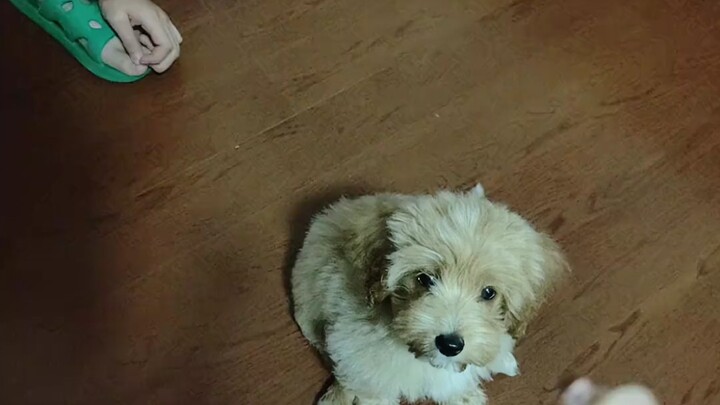 "ครูฝึกสุนัขมืออาชีพ" ได้คะแนน Douban 6.9