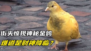 Một chú chim bồ câu vàng bí ẩn bất ngờ xuất hiện trên phố. Liệu đó là điềm lành hay là ý đồ đen tối 