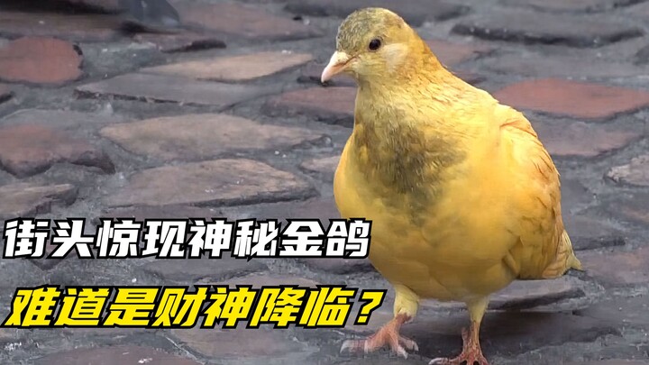A mysterious golden pigeon suddenly appeared on the street. Is it good luck or someone's malicious i