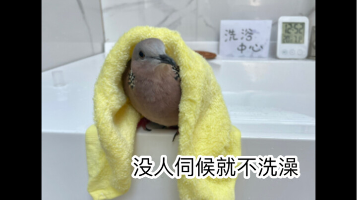Giving the pigeon a bath and tickling its armpits