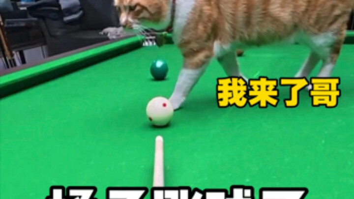 Jeruknya jadi makhluk hidup!