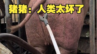 จูจู: มนุษย์ช่างเลวเหลือเกิน