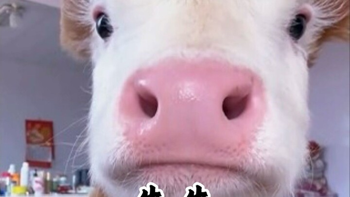 เมื่อคุณใช้มือจับลิ้นวัวแล้วดึง วัวจะเบิกตากว้าง ส่งสายตาตกตะลึงมองคุณ!