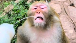 رجاءً اسقي القرد الزبادي