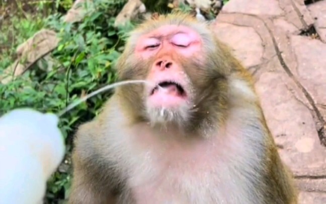 Please give the monkey some yogurt