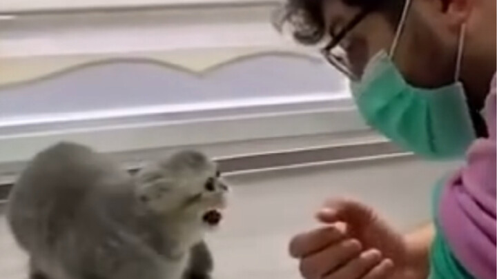 Kucing: Aku punya satu kalimat sumpah serapah yang panjang banget XXX……!