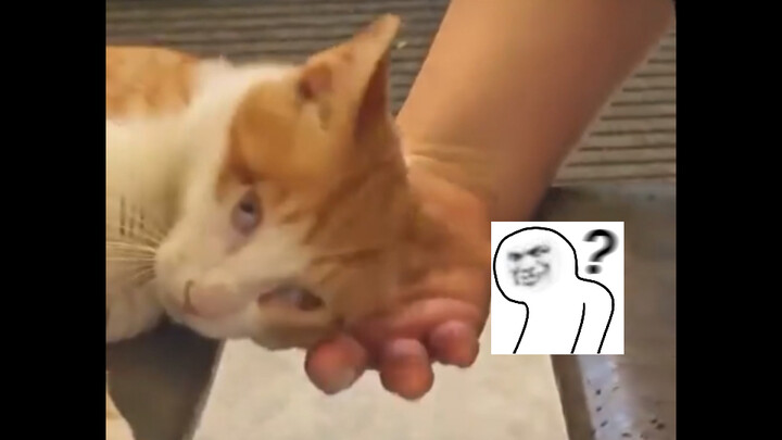 Khách nước ngoài xem mèo Trung Quốc được kê ghế đỡ đầu giữa nhà hàng rồi tiếp tục ngủ: Người tốt bụn