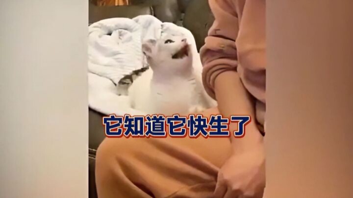 Saat si kucing melahirkan sambil erat-erat memeluk tangan tuannya dan menuntun tuannya ke sarangnya,