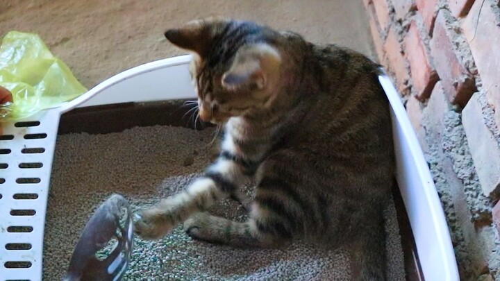 The little kitten actually defends its litter box!!!