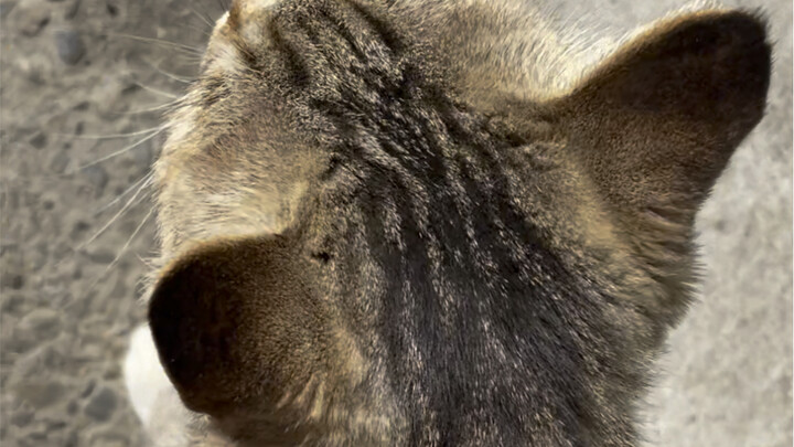 Tức giận nắn bóp mèo tam thể ngoài đường