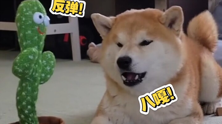 Phải làm sao đây các chị em ơi, cãi nhau cả ngày rồi!