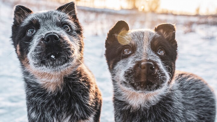 [Australian Cattle Dog] By the end, you realize dads just can’t handle kids… hhhhhhhh!