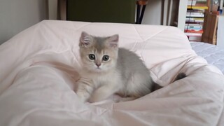 awsl The little milk cat's kneading wake-up service