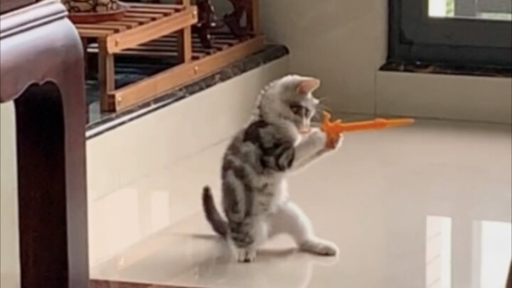 The Cat Team rules the world!!!