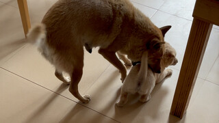 我妈妈不让大狗进客厅，狗妈妈也教育小狗不准进客厅，小狗不懂，狗妈妈看到它进来急的不行。