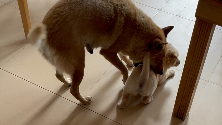 我妈妈不让大狗进客厅，狗妈妈也教育小狗不准进客厅，小狗不懂，狗妈妈看到它进来急的不行。