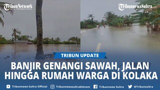 BREAKING NEWS Banjir Genangi Sawah, Jalan hingga Rumah Warga di Baula Kolaka Sulawesi Tenggara