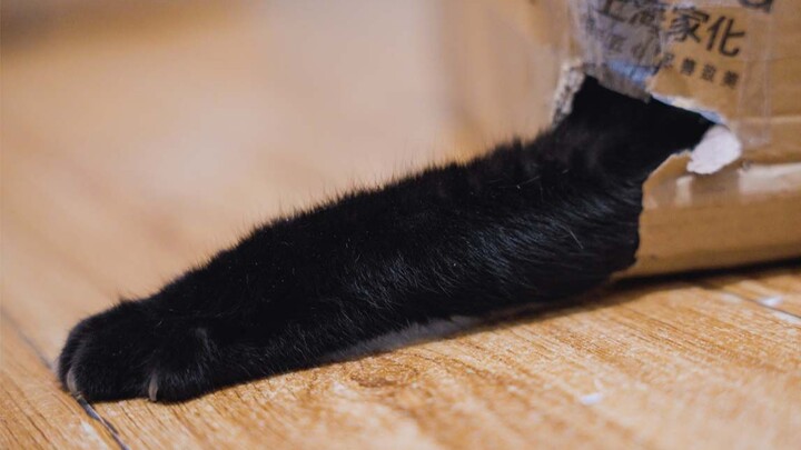 What should I do if the快递 box keeps growing claws and scratching people?