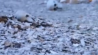 เลื่นหลี่ ศิษย์สำนักคุณหลุนอาจารย์เปิดวิชาลับใต้ผู้....