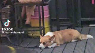 那只狗对我甜甜地笑了笑。