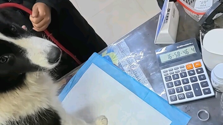 A Country Vet’s Day of Treating Cats and Dogs