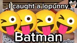 I-I caught LOPUNNY BATMAN, I caught LOPUNNY 😏