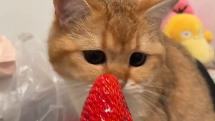 Ekspresi jijik si kucing hahaha